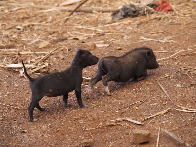 Bolaven Plateau